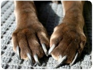 When your pet’s nails get too long it is best to have them clipped